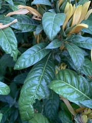 Metarungia longistrobus