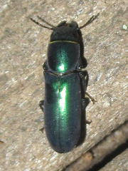 Temnoscheila acuta
