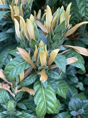Metarungia longistrobus