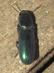 Temnoscheila acuta