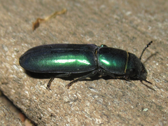 Temnoscheila acuta