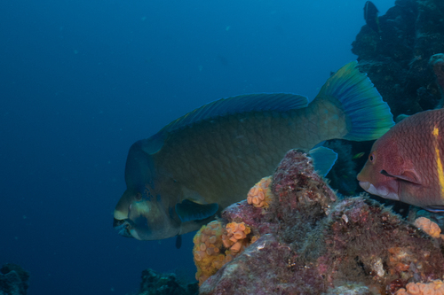 Scarus perrico