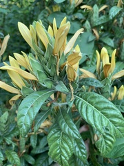 Metarungia longistrobus
