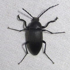 Androchirus