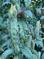 Metarungia longistrobus