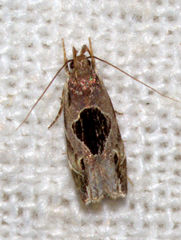 Helcystogramma hibisci