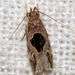 Helcystogramma hibisci - Photo (c) satish nikam, some rights reserved (CC BY-NC-SA), uploaded by satish nikam