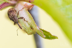 Anthonomus rectirostris