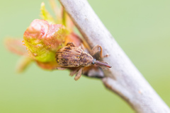 Anthonomus rectirostris