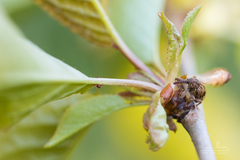 Anthonomus rectirostris