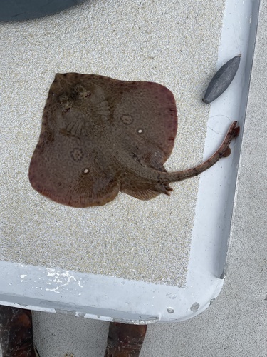 Starry skate (Raja stellulata) — Rajidae — 3