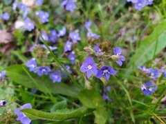 Veronica umbrosa