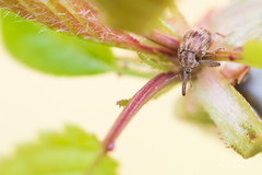 Anthonomus rectirostris