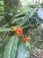 Pittosporum rubiginosum