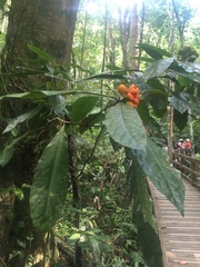 Pittosporum rubiginosum