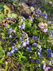 Veronica umbrosa