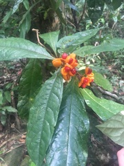 Pittosporum rubiginosum