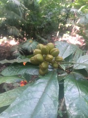 Pittosporum rubiginosum