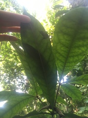 Pittosporum rubiginosum