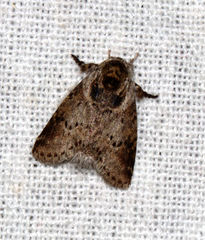 Notodontella ferrifusa