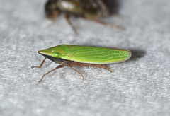 Draeculacephala bradleyi