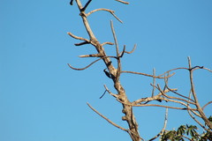Melanerpes aurifrons