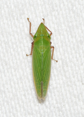 Draeculacephala bradleyi