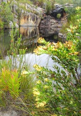 Penaea cneorum cneorum