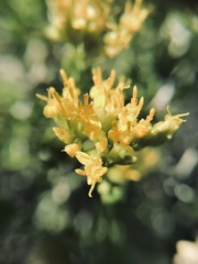 Amphipappus fremontii