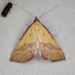 Phytometra rhodarialis