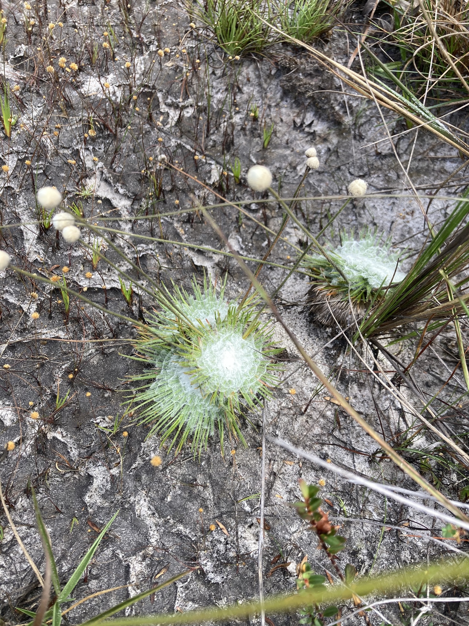 Leiothrix curvifolia