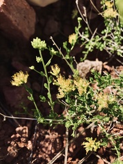 Amphipappus fremontii
