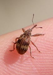 Anthonomus rectirostris