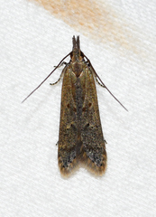 Dichomeris punctidiscellus