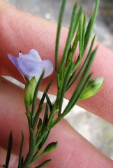 Psoralea laevigata