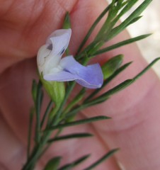 Psoralea laevigata