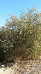 Lippia formosa