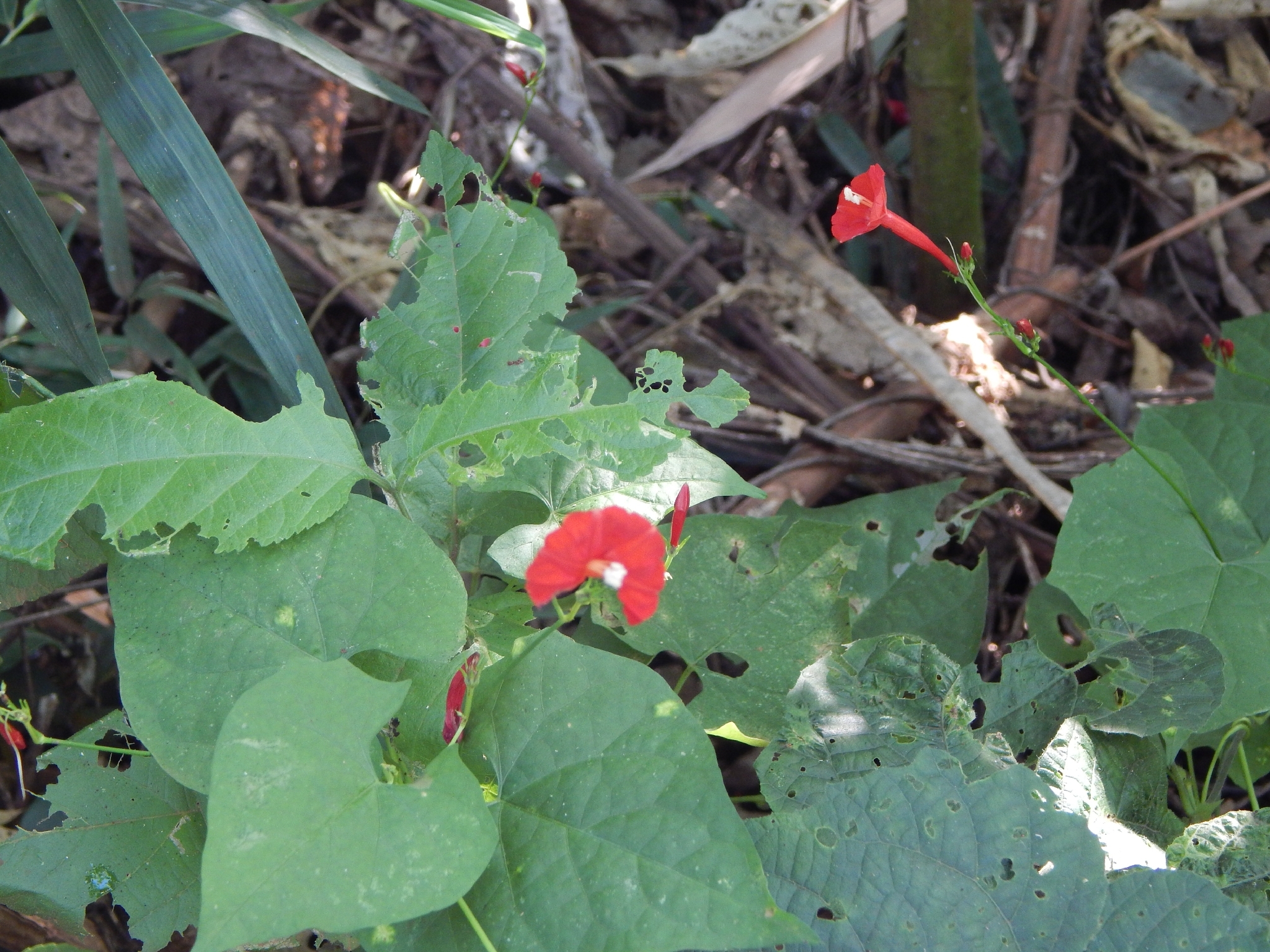 Ipomoea hederifolia
