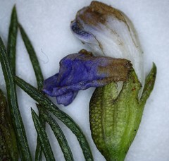 Psoralea laevigata