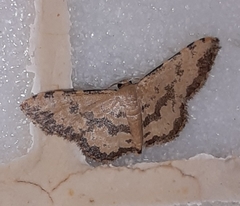Idaea impexa
