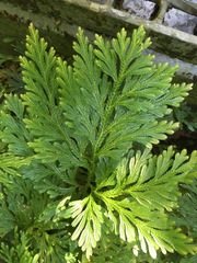 Selaginella longipinna