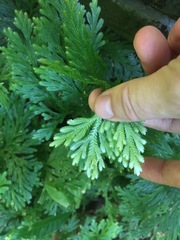 Selaginella longipinna