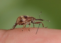 Anthonomus rectirostris