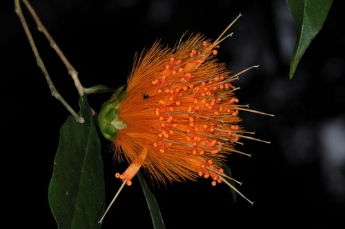 Stifftia chrysantha, photograph 2