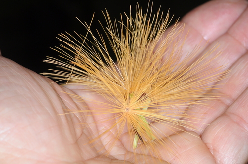 Stifftia chrysantha, photograph 3