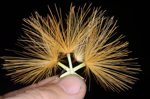 Stifftia chrysantha, photograph 4