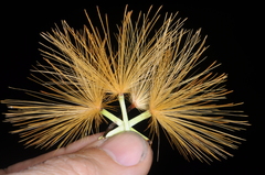 Stifftia chrysantha, photograph (c) aacocucci, some rights reserved (CC BY)