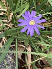 Anemonoides apennina