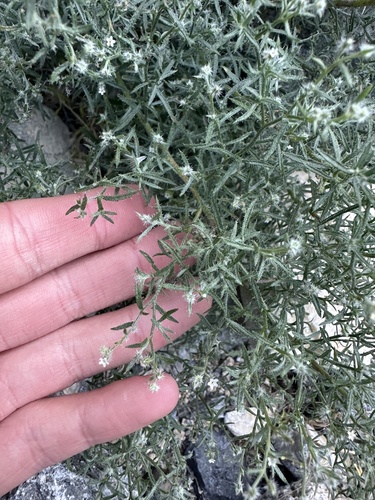 Johnstonella racemosa observed 2026-04-29