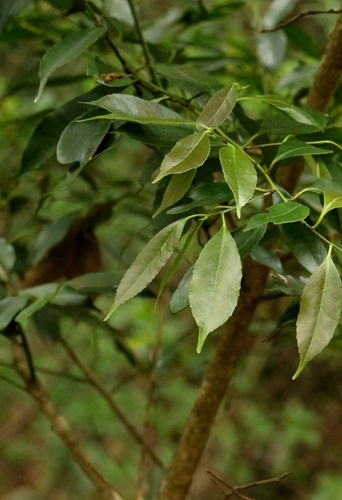 Ilex ficoidea, photograph 2